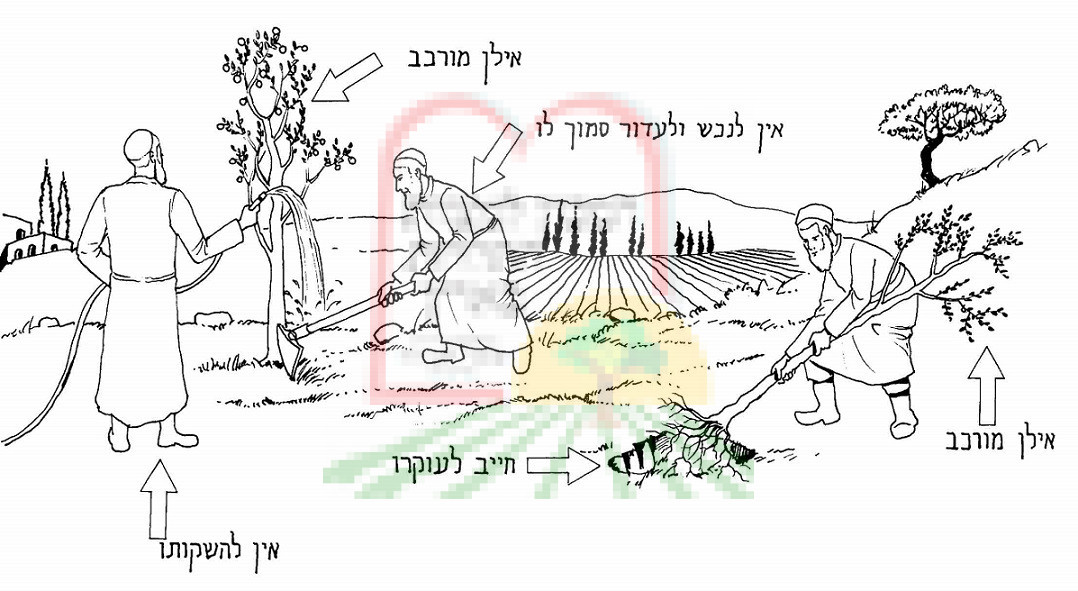 עץ שהורכב בעץ שאינו ממינו - אסור לקיימו וחייב לעוקרו. ובכלל האיסור - אין להשקותו; לנכש את העשבים השוטים מסביבו, או לעדור בסמוך לו.