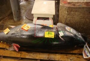  דג טונה אדומה הנמכר במחירים גבוהים לתעשיית הסשימי