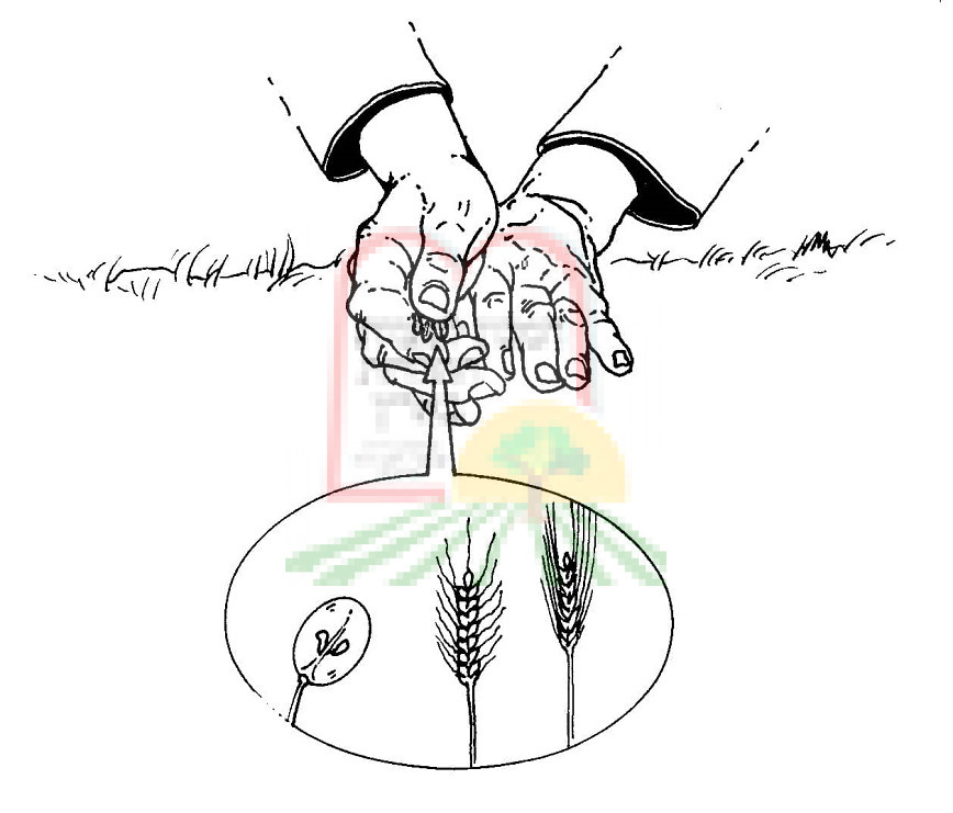 ואינו עובר משום איסור "כלאי הכרם" עד שיזרע חטה ושעורה וחרצן במפולת יד