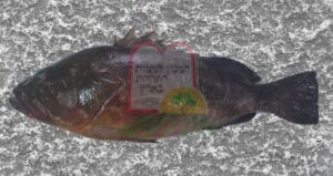 דקר הסלעים