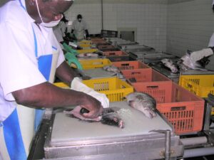 עיבוד דגי נסיכה במפעל בקניה בסמוך לאגם ויקטוריה