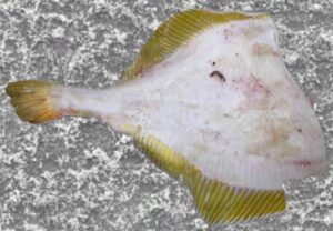  דג יילו פין מצידו הלבן, ניתן להבחין בצבע הצהוב שזה מקור שמו של הדג