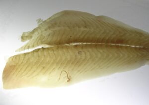 אניסאקיס בתוך דג יילופין סול על שולחן אור