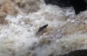 דג סלמון בזמן קפיצתו בנהר