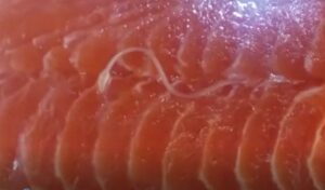  תולעת אניסאקיס חיה בבשר דג קוהו סלמון במרכול בארה''ב