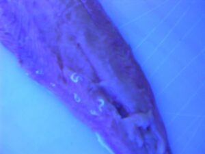 בשיקוף תחת אור כחול ניתן להבחין בקלות בתולעים שנבלעו בצבע בשר הדג