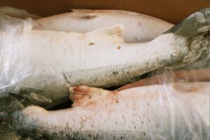  כינת הסלמון על דגים שמקורם מכלובים בנורבגיה