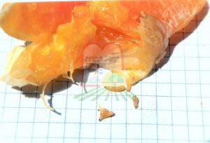 נקודת העקיצה בהגדלה של זבב הפירות בתפוז