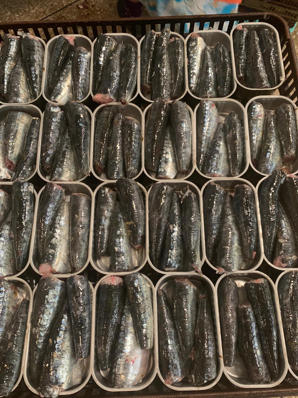סרדינים מוכנים בקופסאות שימורים לפני הבישול במפעל במרוקו