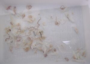 תולעי אניסאקיס שהוצאו מדגי קוד שנבדקו על שולחן אור במפעל בסין