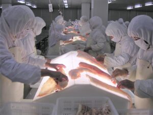  בדיקת דג הקוד על שולחן אור בסין