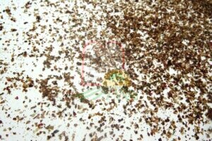 חיפושיות לאחר פיזור הנשורת בין גרגירי הסומאק
