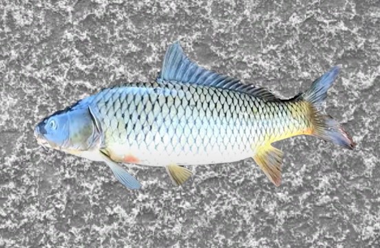 דג קרפיון בגידול בר