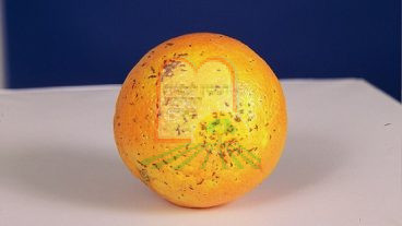 כנימת פסיק ההדרים על תפוז