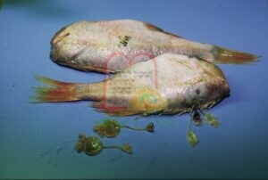 טפילים מרובים תקועים בתוך דג רוטברש