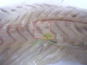 אספורוזואים בתוך בשר המרלוזה בהגדלה