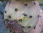חיפושית שמצויה על פירות הצבר