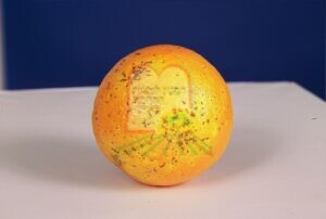 כנימת פסיק ההדרים על גבי תפוז