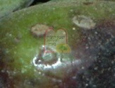 עקיצות פוריות של הזבוב