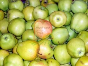 פגעים טבעיים על תפוח שאינם סימן לנגיעות מחרקים