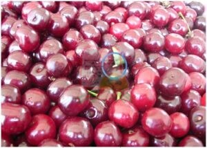 רימת זבוב הפירות בינות לדובדבנים המיועדים לתעשייה