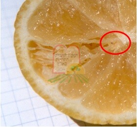 רימת זבוב הפירות בלימון, ההבחנה קשה מאד, ניתן לזהות את הרימה באמצעות הנקודה השחורה שבראשה