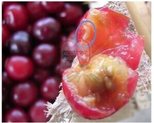 רימת זבוב הפירות בתוך פרי הדובדבן