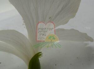 זחל תריפס צעיר בפרח