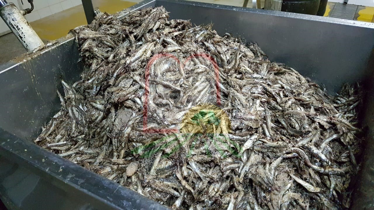 דגי אנשובי לאחר הוצאת מהמלחה בחביות במרוקו