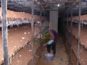 הפטריות מוכנות לקטיף [בתמונה הקטנה], קטיף הפטריות בסין