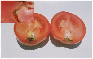 זחל בתוך העגבנייה, מצד ימין ניתן להבחין במחילה. בתמונה הקטנה הזחל בתוך המחילה
