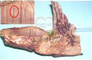 זחלי זבוב מחופרים היטב בתוך בשר הפטרייה – ניתן להבחין בראש השחור בקצה התחתון