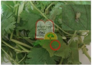 כנימת עלה על כוסברה [שטופה]. למעלה מימין בהגדלה