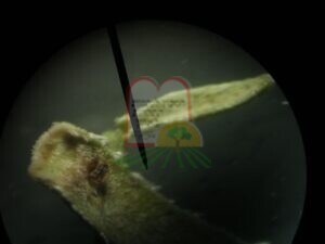 זעתר תימני נגוע – העלה תחת מיקרוסקופ