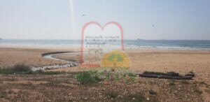 עופות בעצירת ביניים לאכילה בחופי אגאדיר במרוקו למרגלות מפעלי שימורים