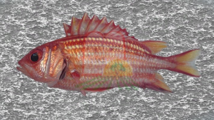 ברקן/סנאי/ Red soldier fish - דג הברקן - המכון למצוות התלויות בארץ