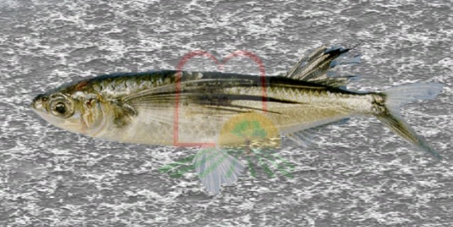 דג מעופף סנוניתן, מביצי דג זה מייצרים טוביקו