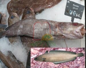  דונים הסלעים במכירה בשווקים במרוקו, בתמונה הקטנה הדג עם הסנפירים פרושים
