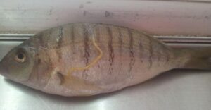 זחל שיצא מתוך עור דג מרמיר שעלה בדייג בחוף אשקלון