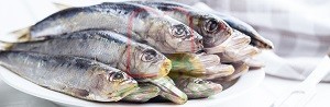 סרדין - Sardine