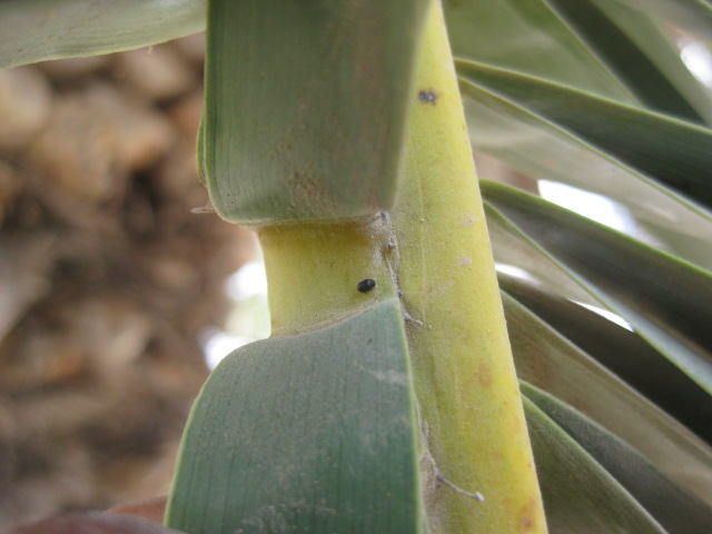 ענפי דקל לסכך