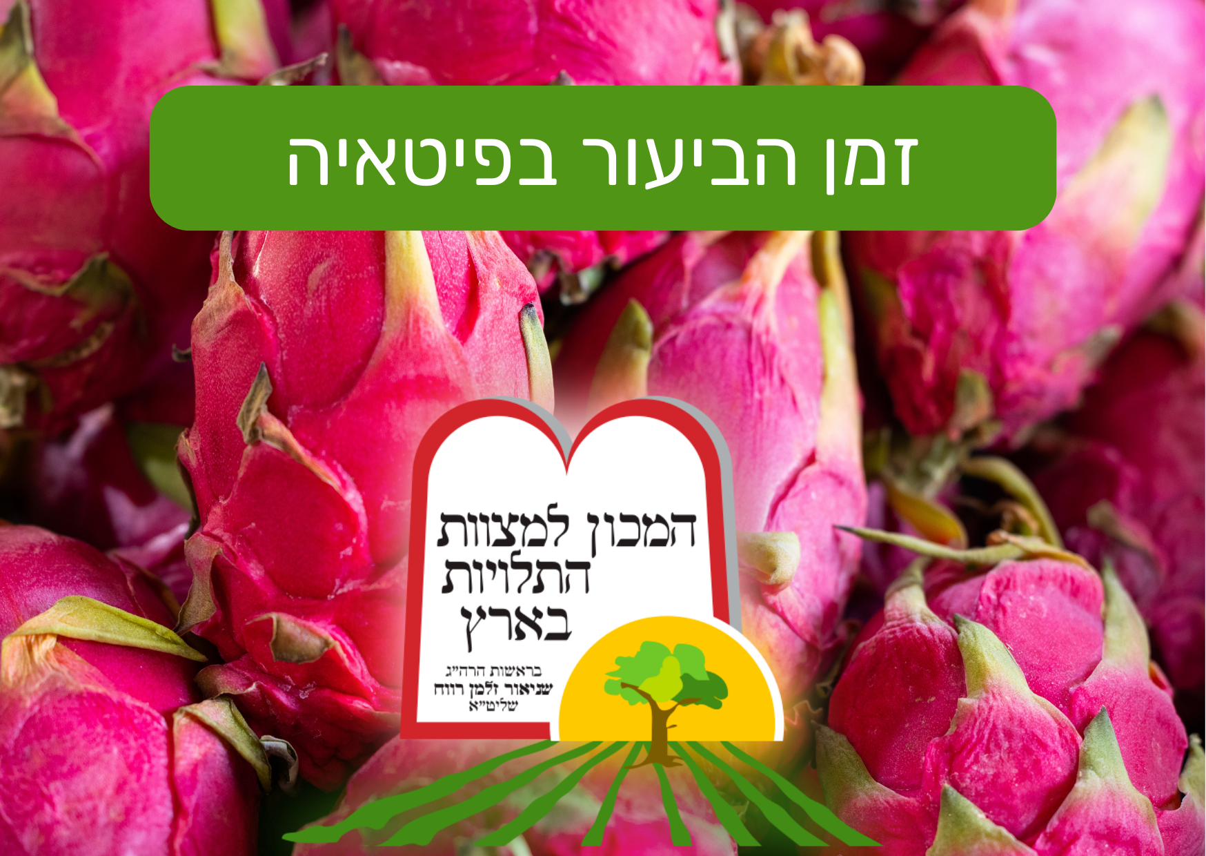 זמן הביעור בפיטאיה