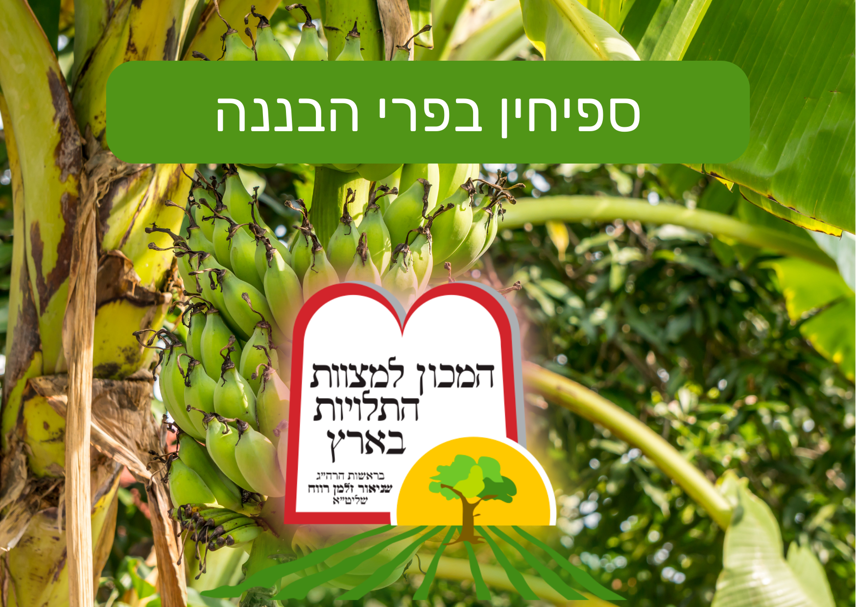 ספיחין בפרי הבננה