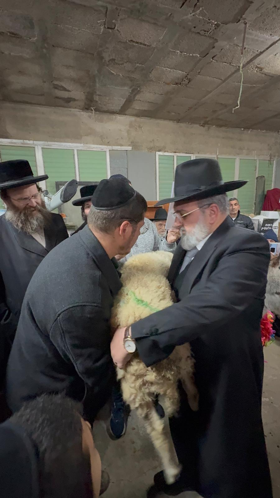 מעמד פדיון פטר חמור ישעי 3